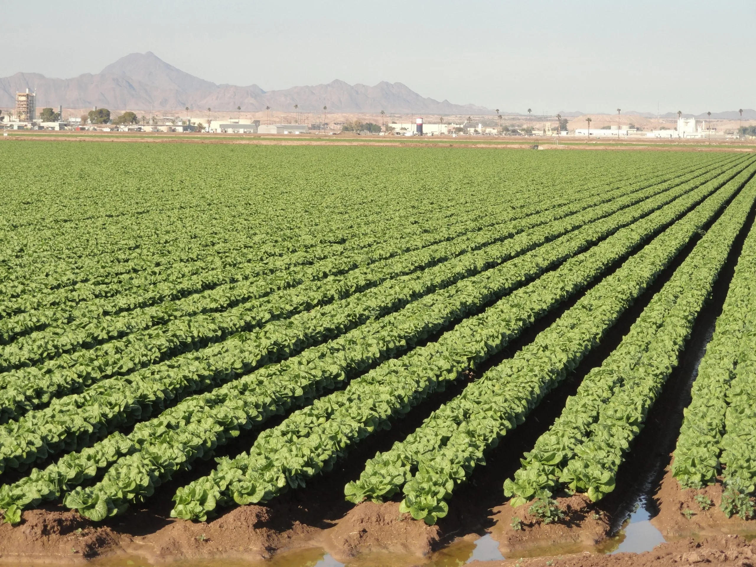 Yuma Arizona