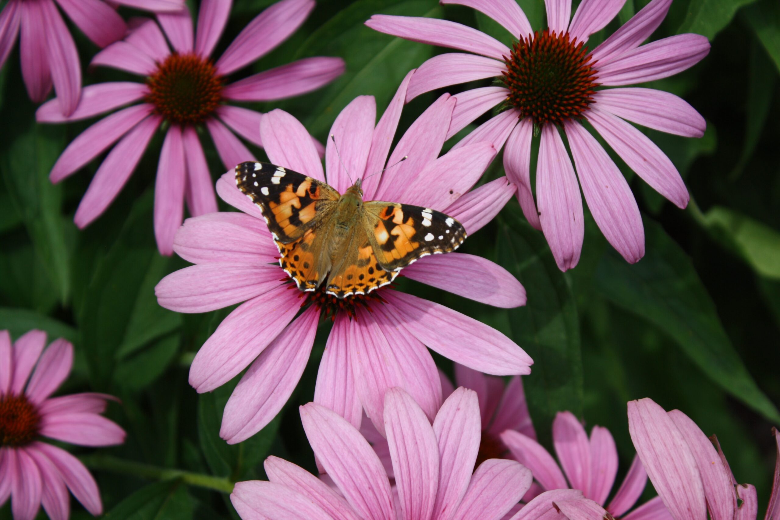 Purple coneflower